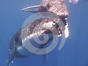 Baleine ÃÂ  bosses whale photo